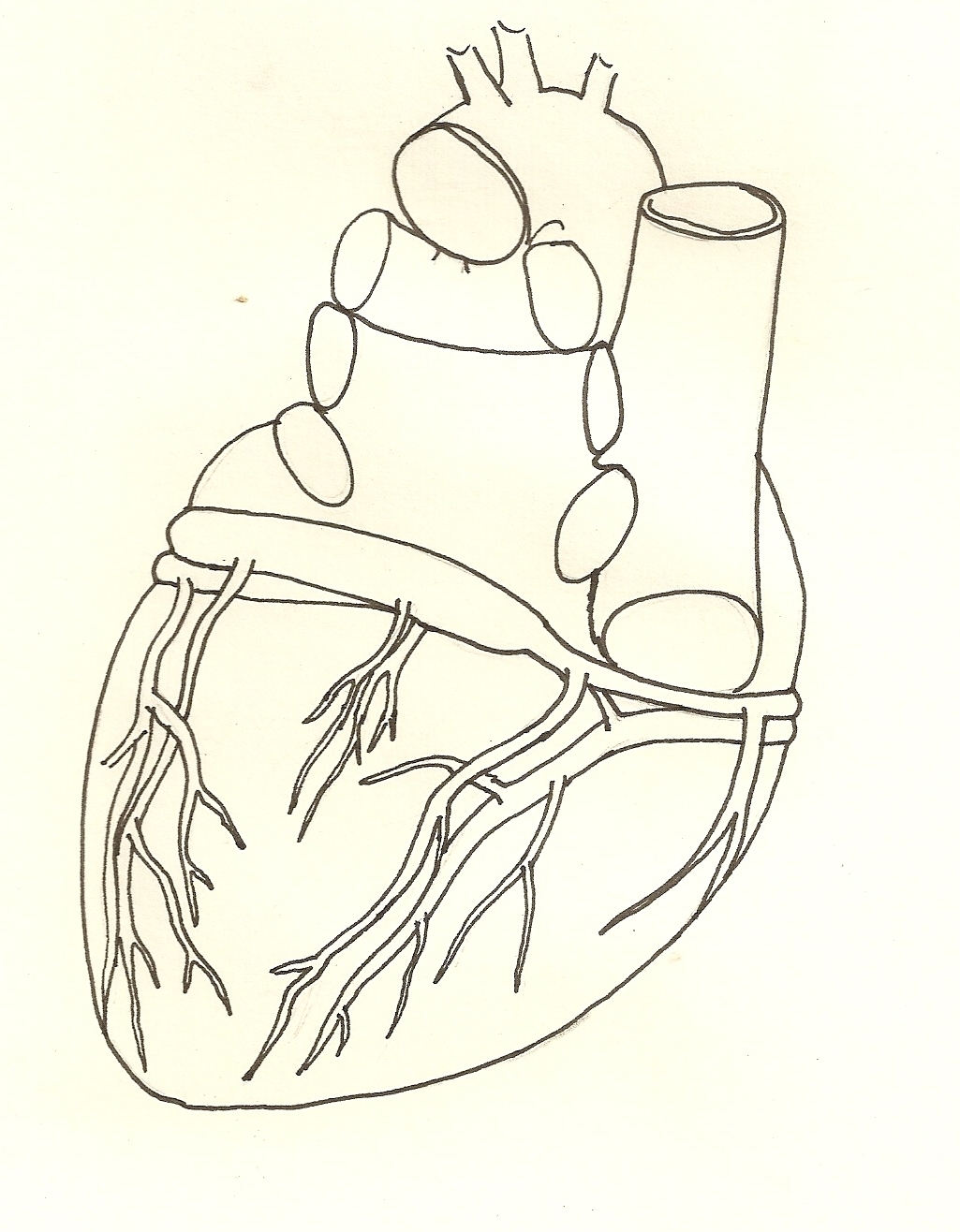  - Posterior heart line drawing